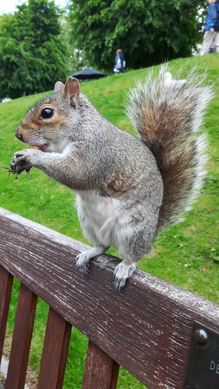 Image - grey squirrel squirrel rodent