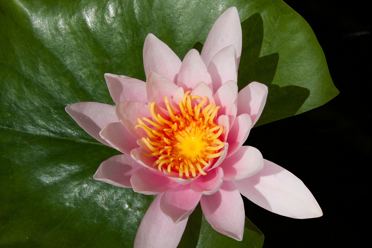 Image - water lily nymphaea lake rose