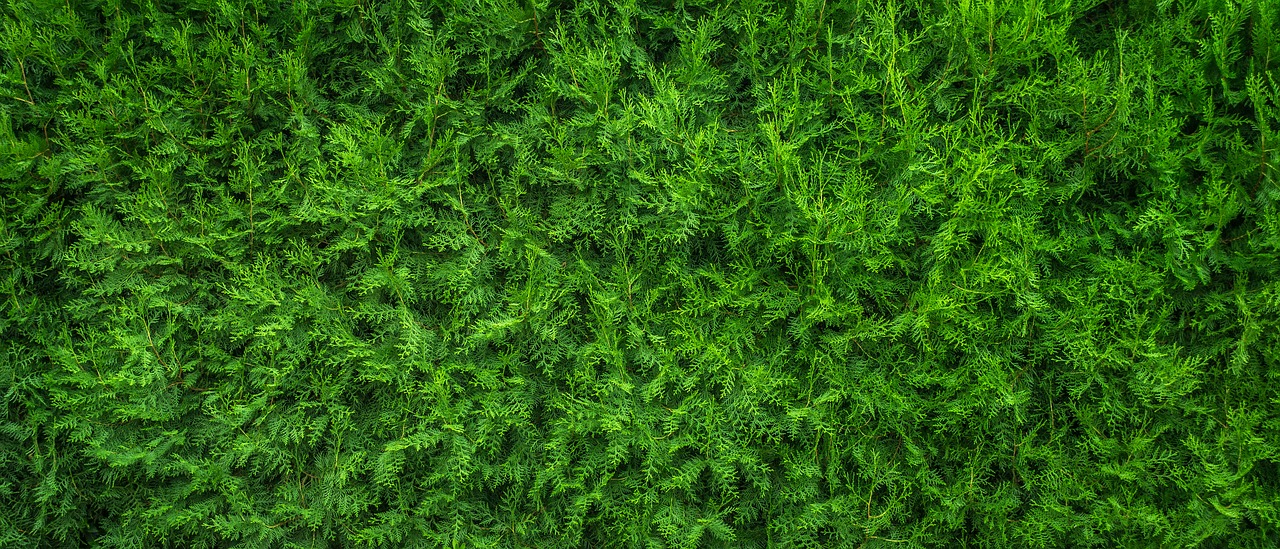 Image - plants leaf nature wood green