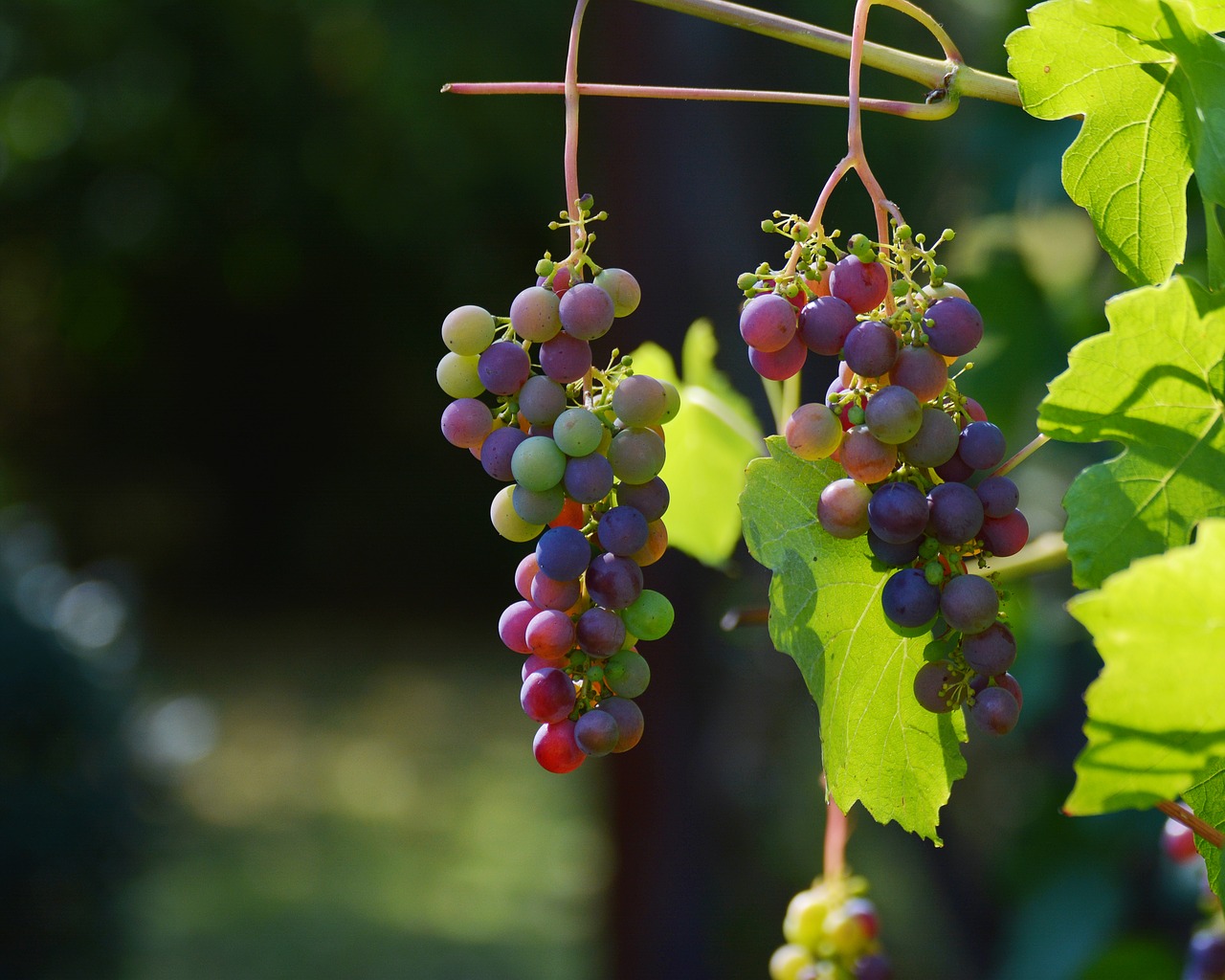 Image - grapes vine red grapes wine