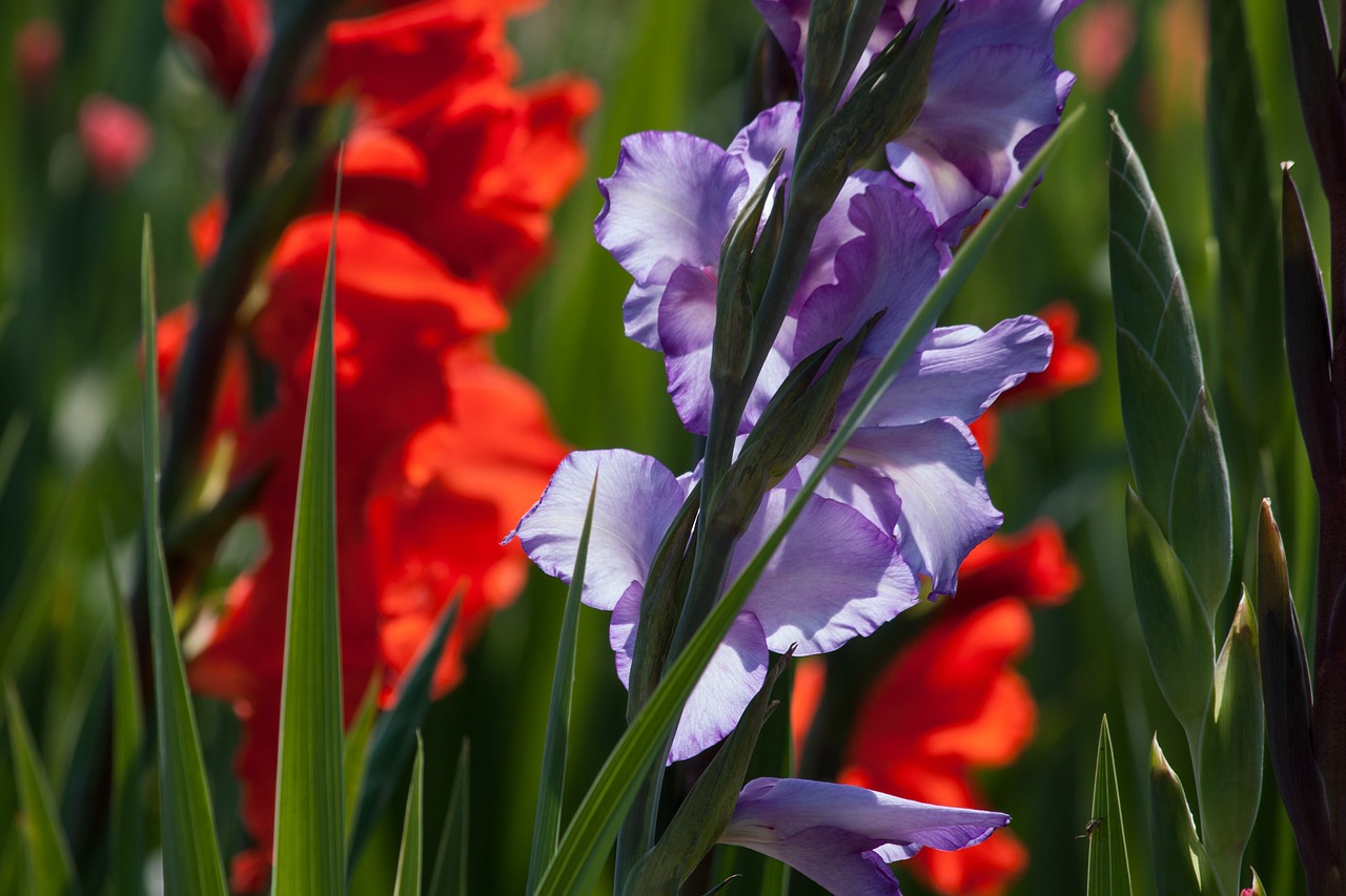 Image - gladiolus sword flower iridaceae