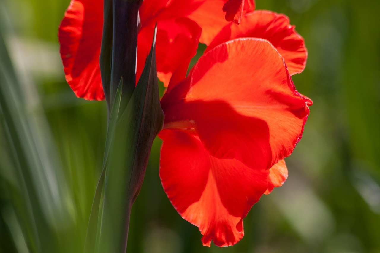 Image - gladiolus sword flower iridaceae