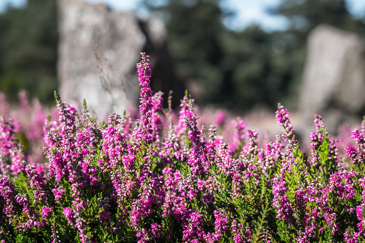 Image - heather heide erika flowers