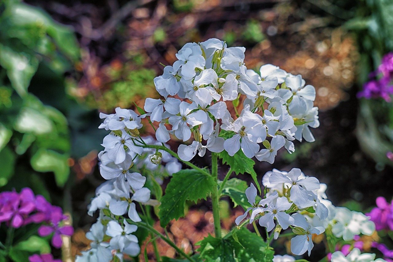 Image - flowers geraniums petals summer