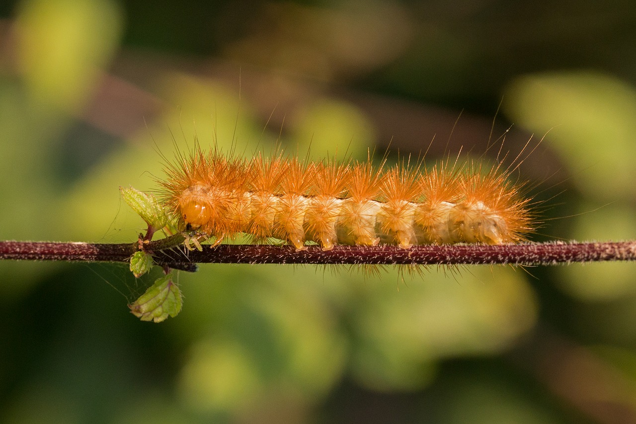 Image - caterpillar hairy hair