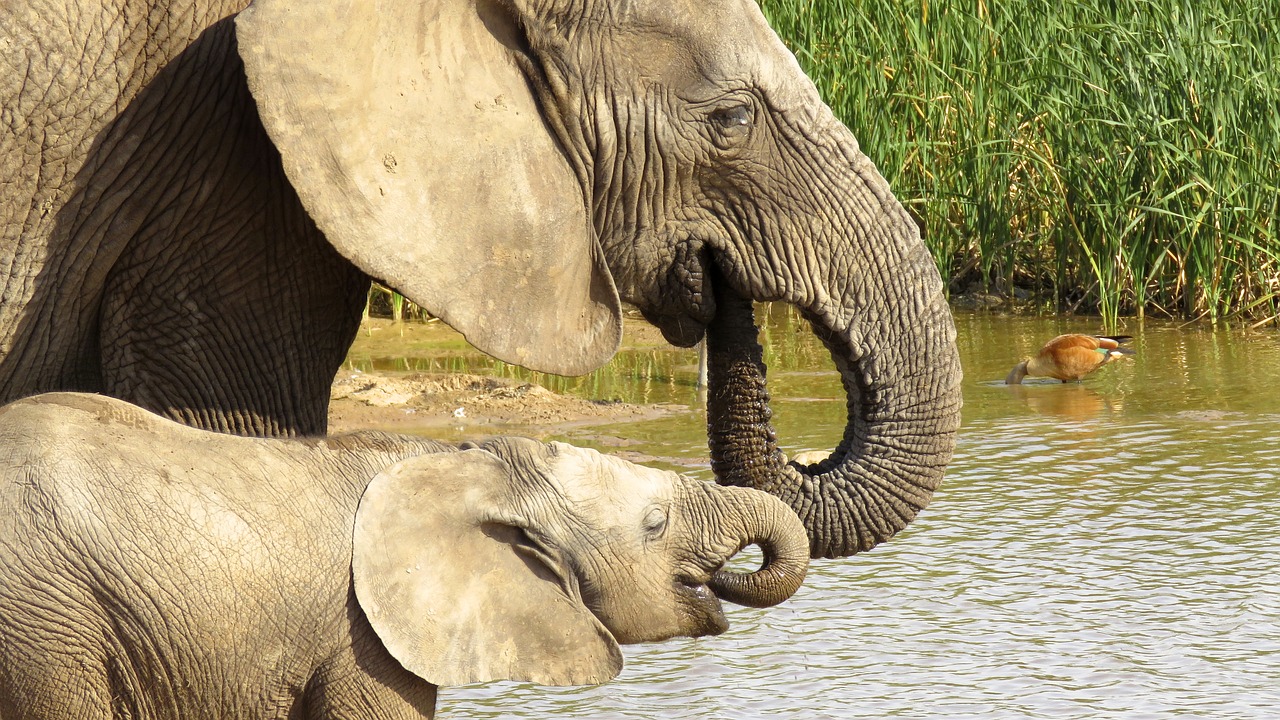 Image - addo elephant park elephant africa