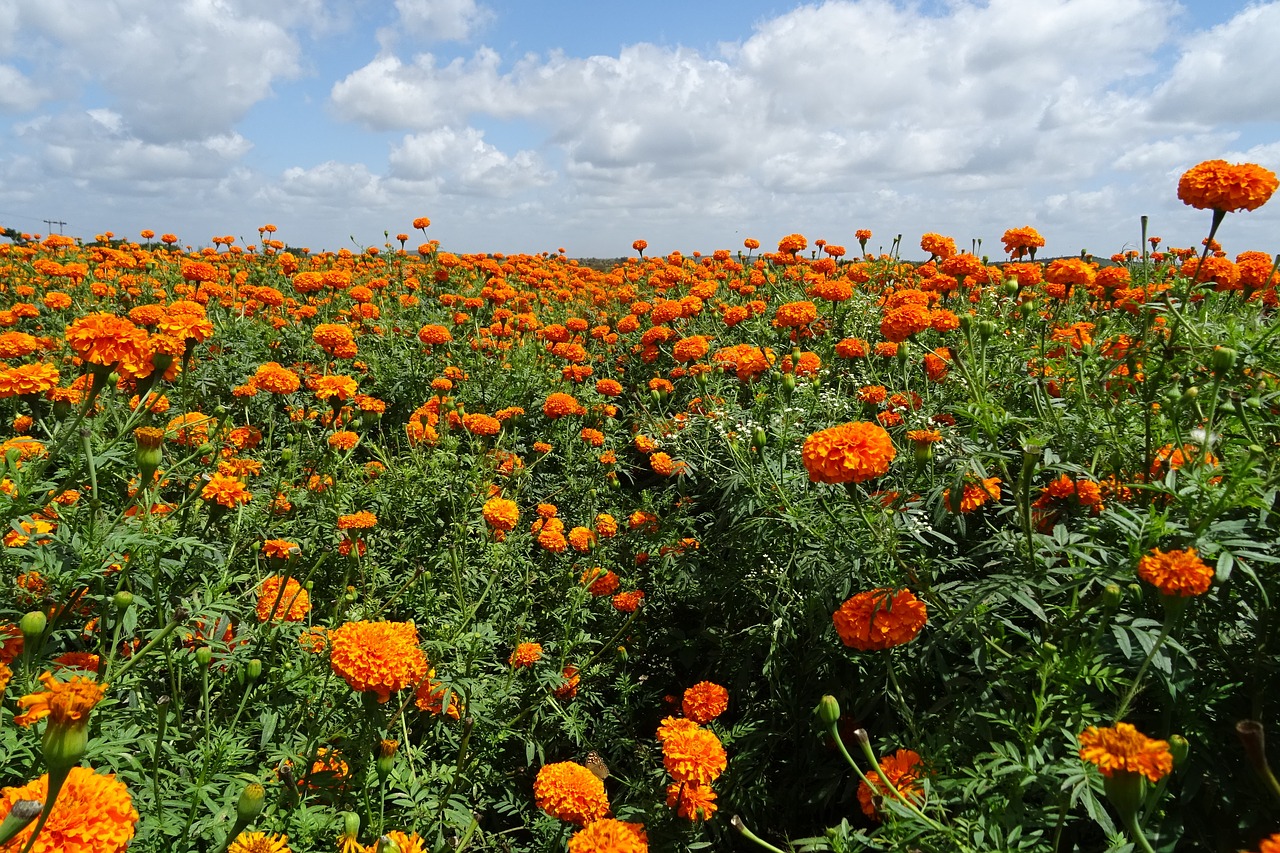 Image - flower marigold orange yellow