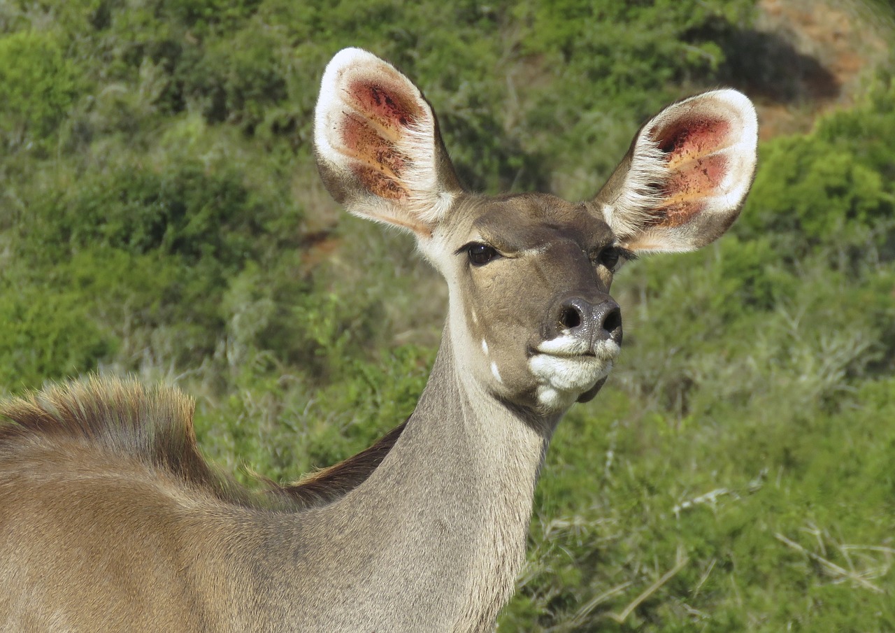 Image - cape grysbok wildlife eastern cape