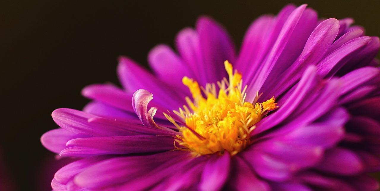 Image - herbstaster pink asters blossom