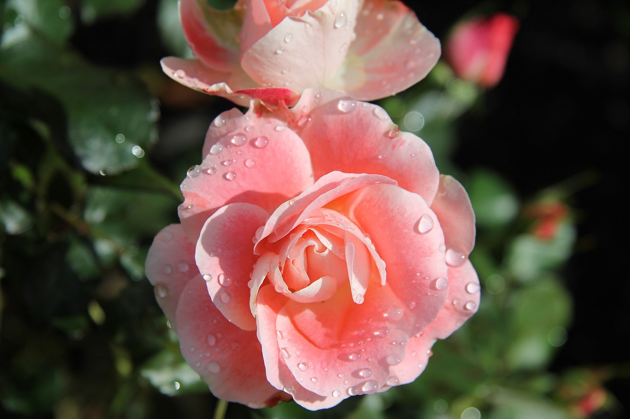 Image - roses pink flowers blooms blossoms