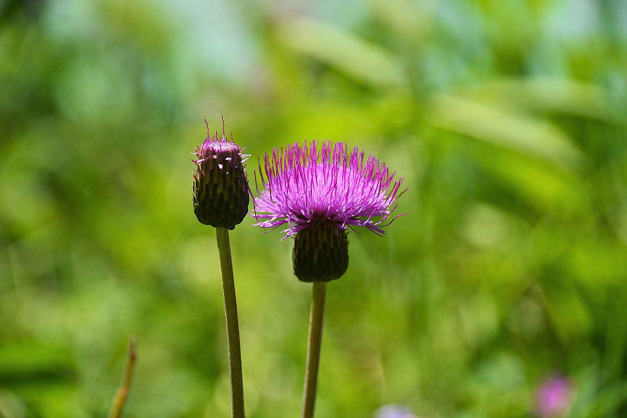 Image - thistle wegdistel blossom bloom