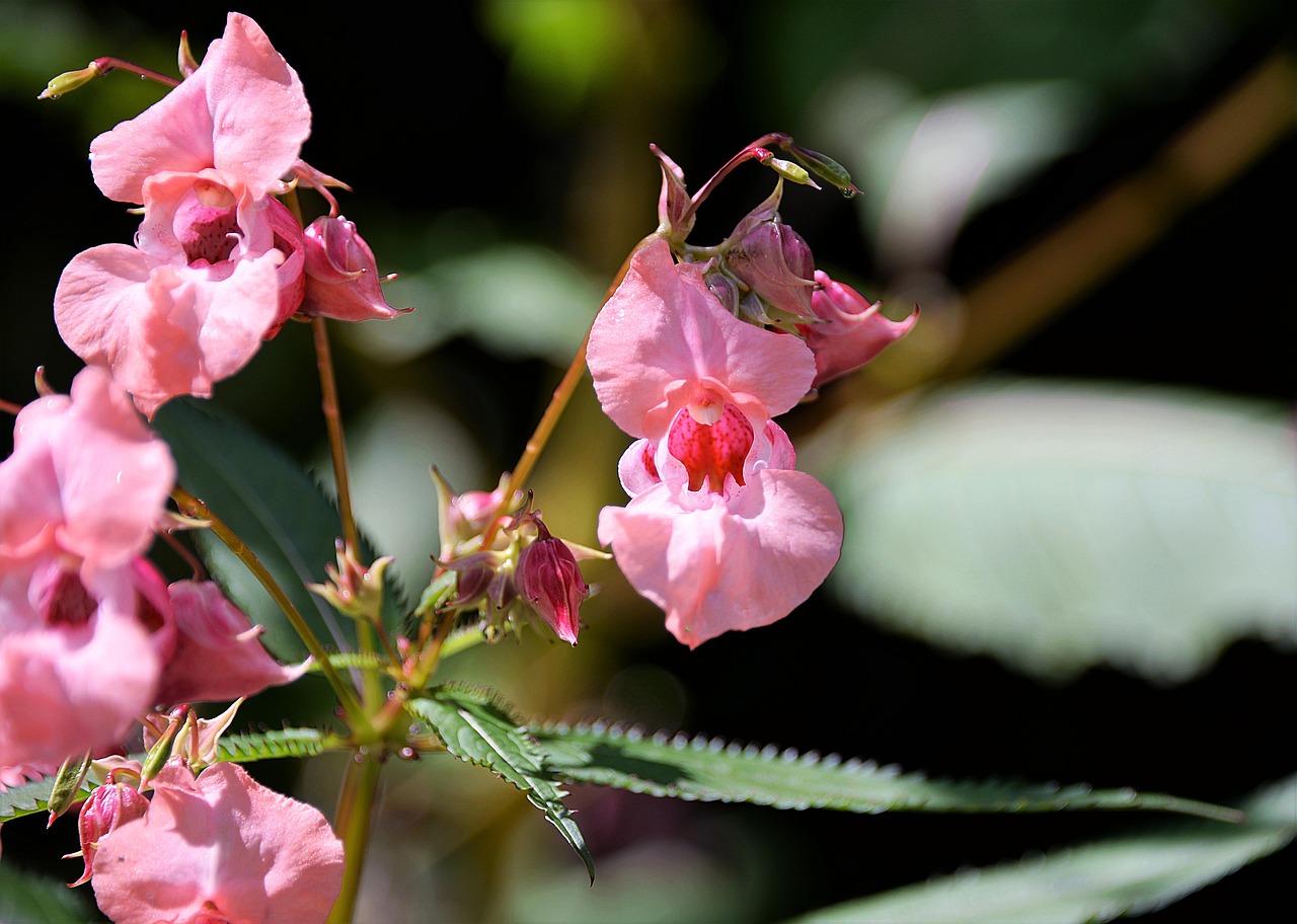 Image - balsam ornamental plant