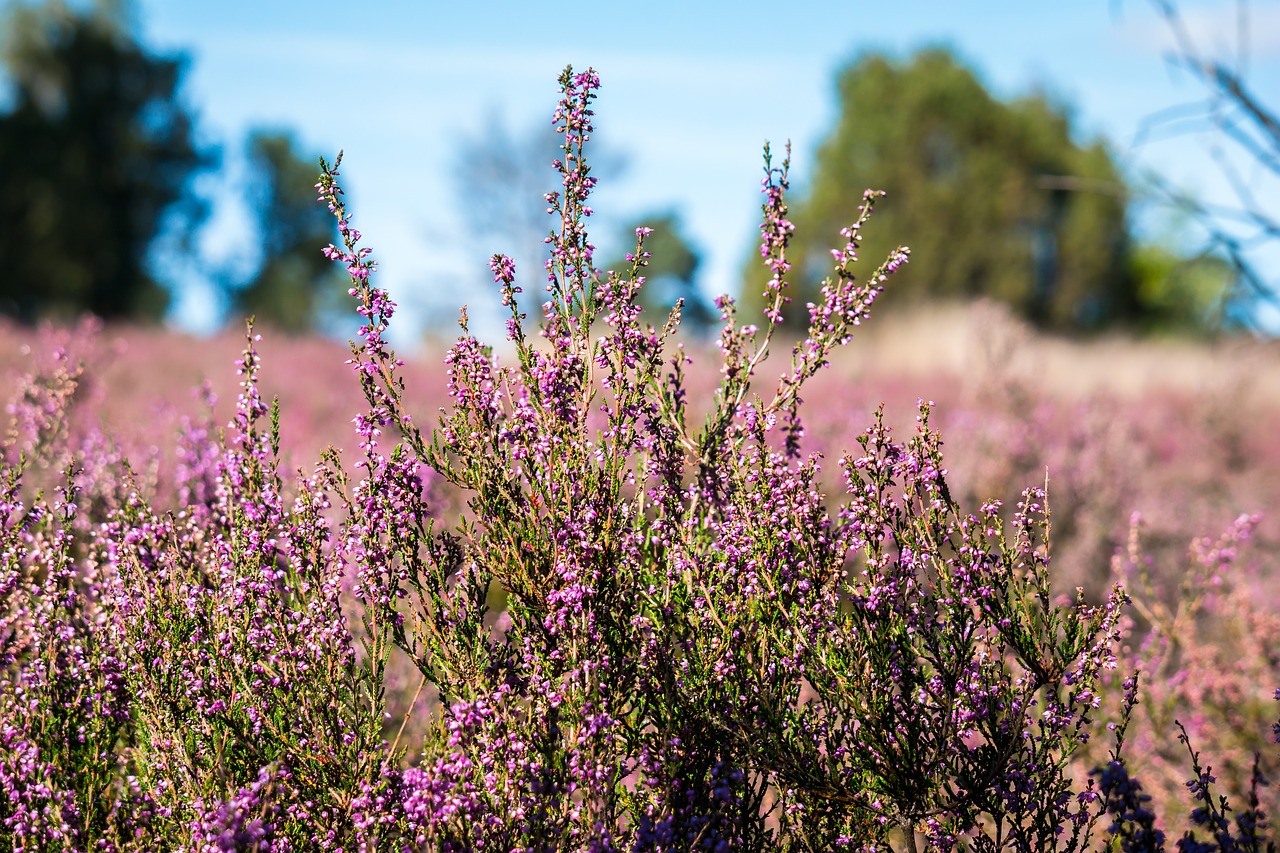 Image - heide erika heather heathland
