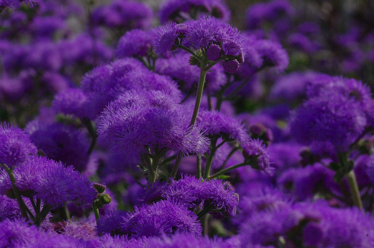 Image - blossom bloom flower blue violet