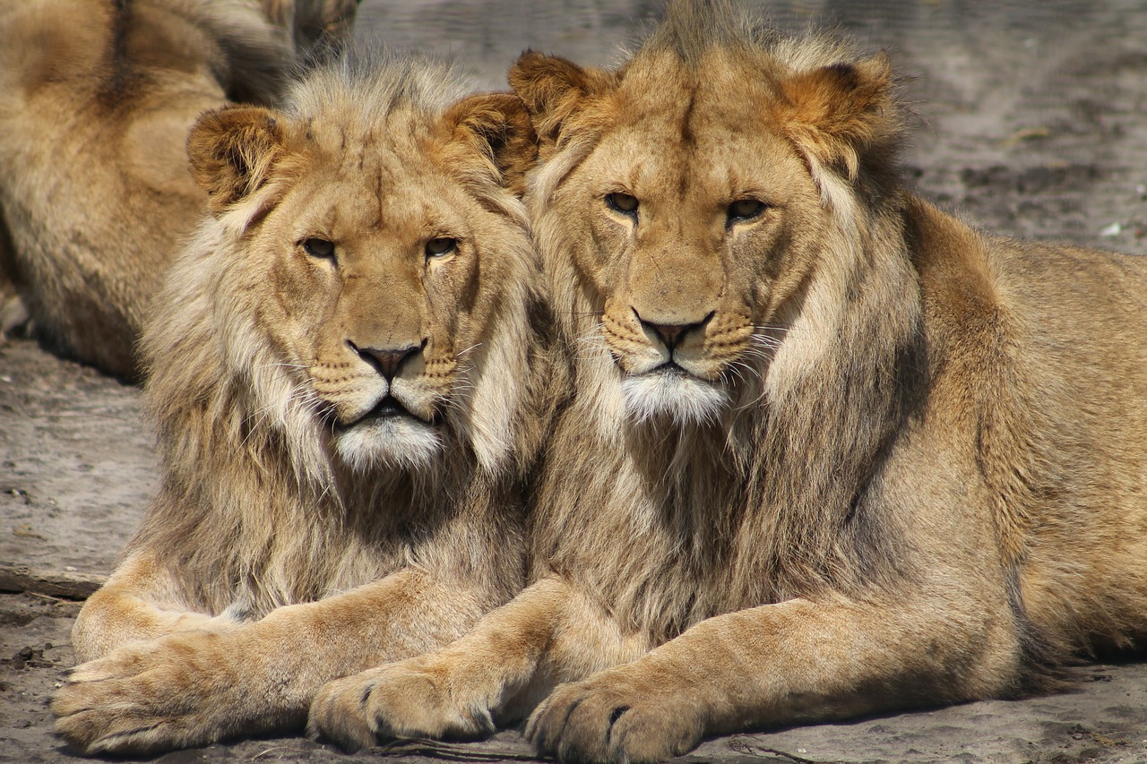 Image - lions zoo animal