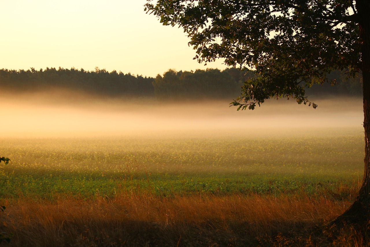 Image - fog sunrise field landscape nature