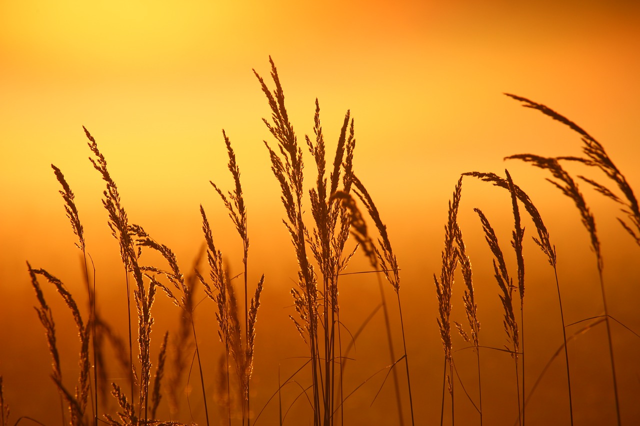 Image - reed plant sunrise fog grass