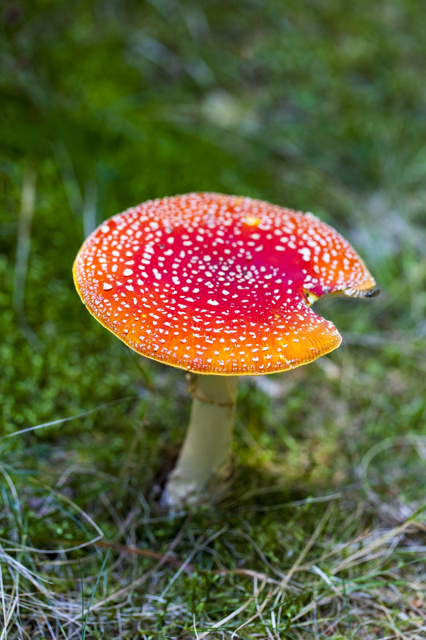 Image - amanita muscaria toxic wild mushroom