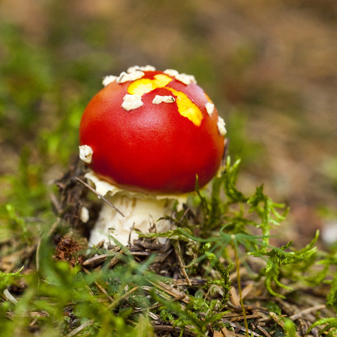 Image - little one amanita muscaria toxic