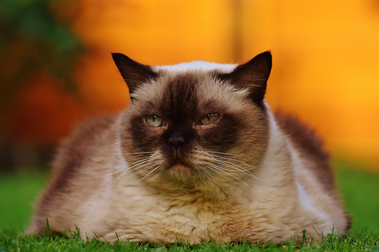 Image - cat british shorthair thoroughbred