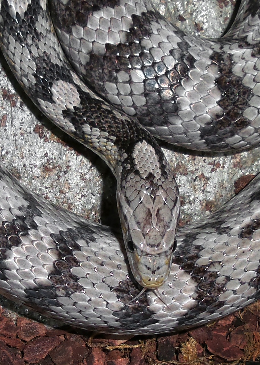 Image - snakes corn gray black