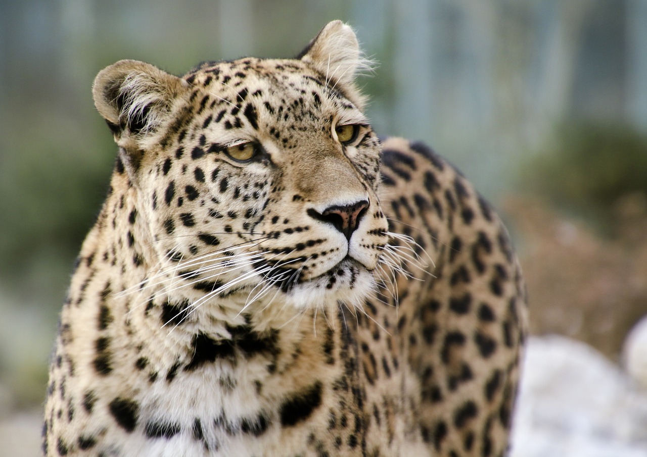 Image - leopard persian leopard portrait