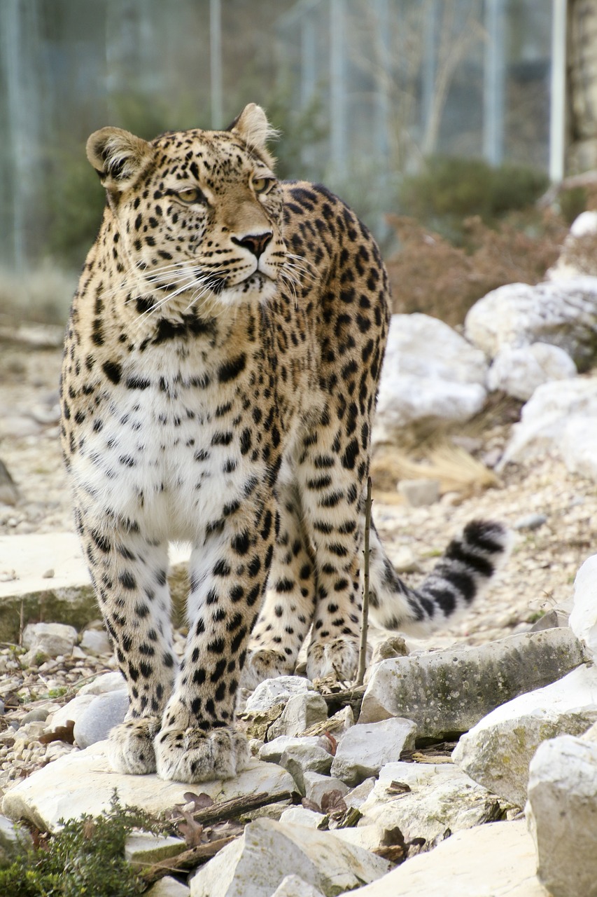 Image - persian leopard leopard