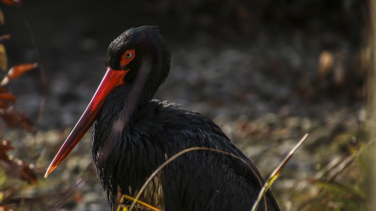 Image - black stork stork bird nature zoo