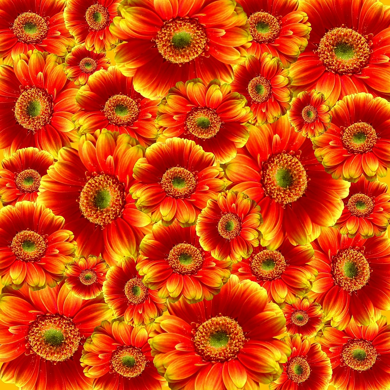 Image - gerbera flowers nature plant