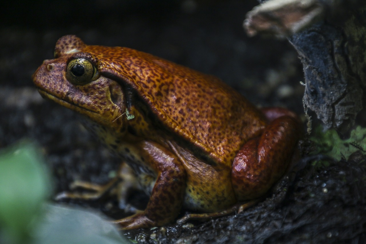 Image - frog animal toads nature water