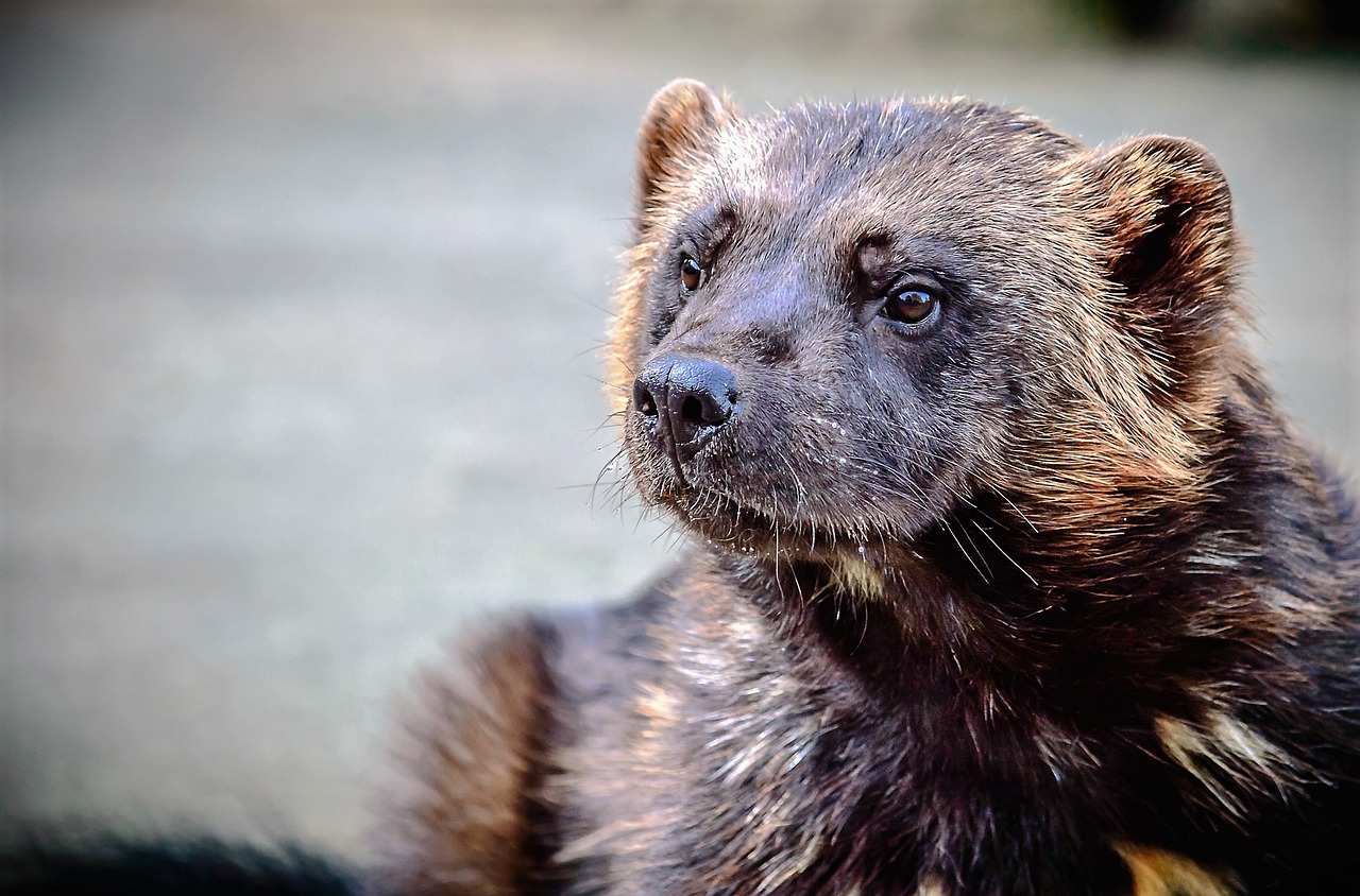 Image - animal nature wild wolverine