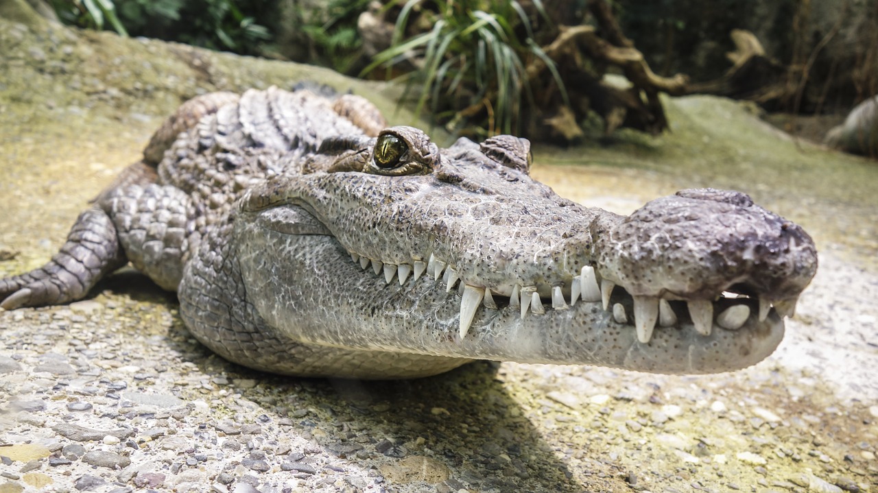 Image - crocodile tooth reptile alligator