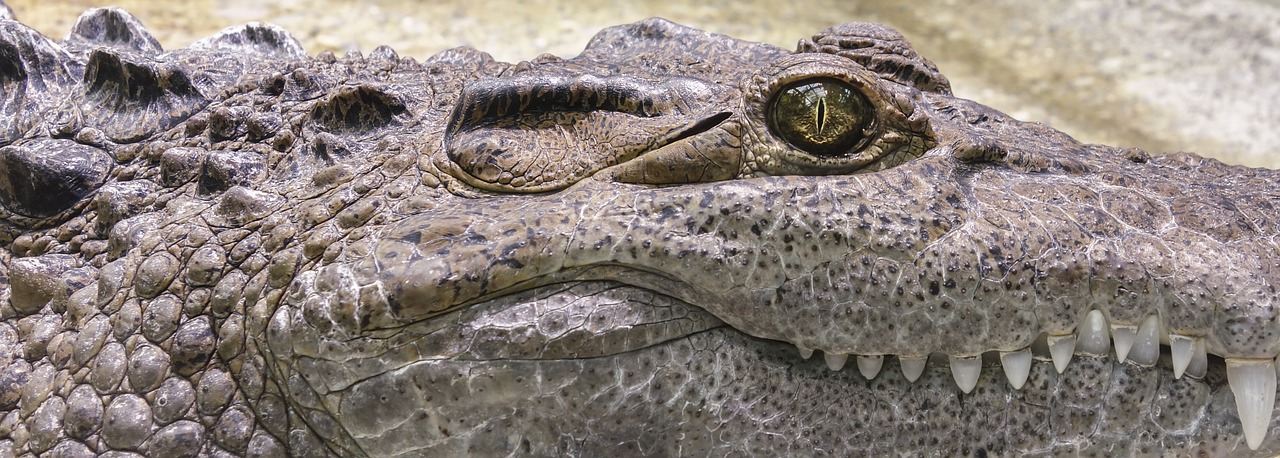 Image - crocodile tooth reptile alligator