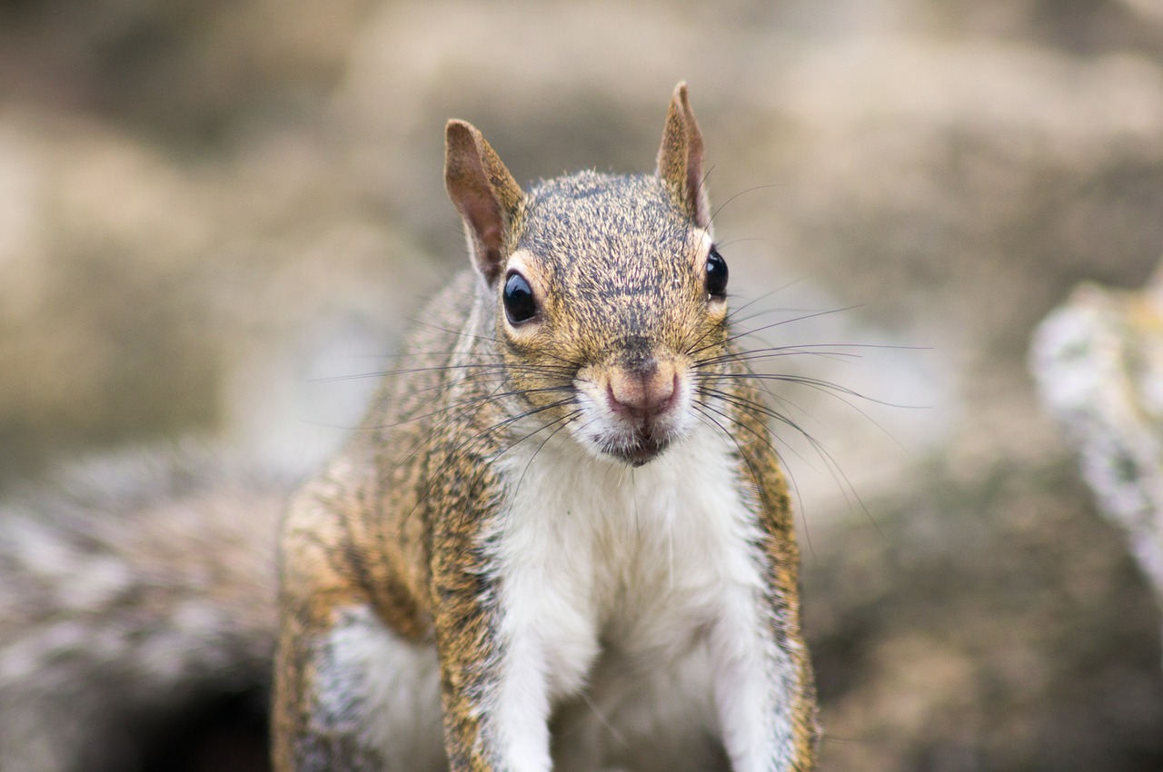 Image - nature squirrel animal rodents