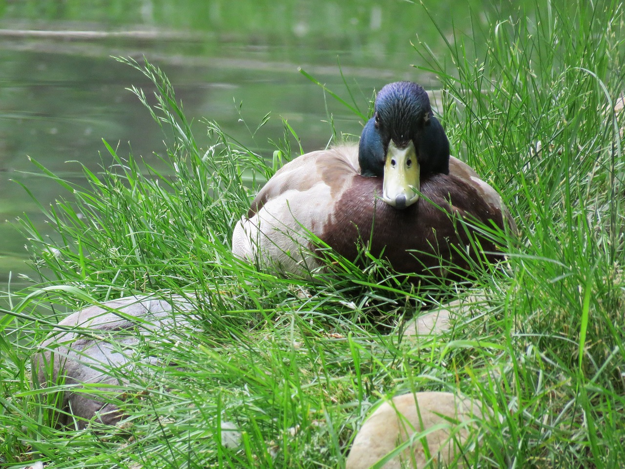 Image - duck mallard bird wildlife water