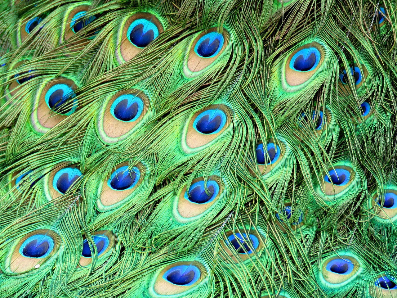 Image - peacock feathers peafowl