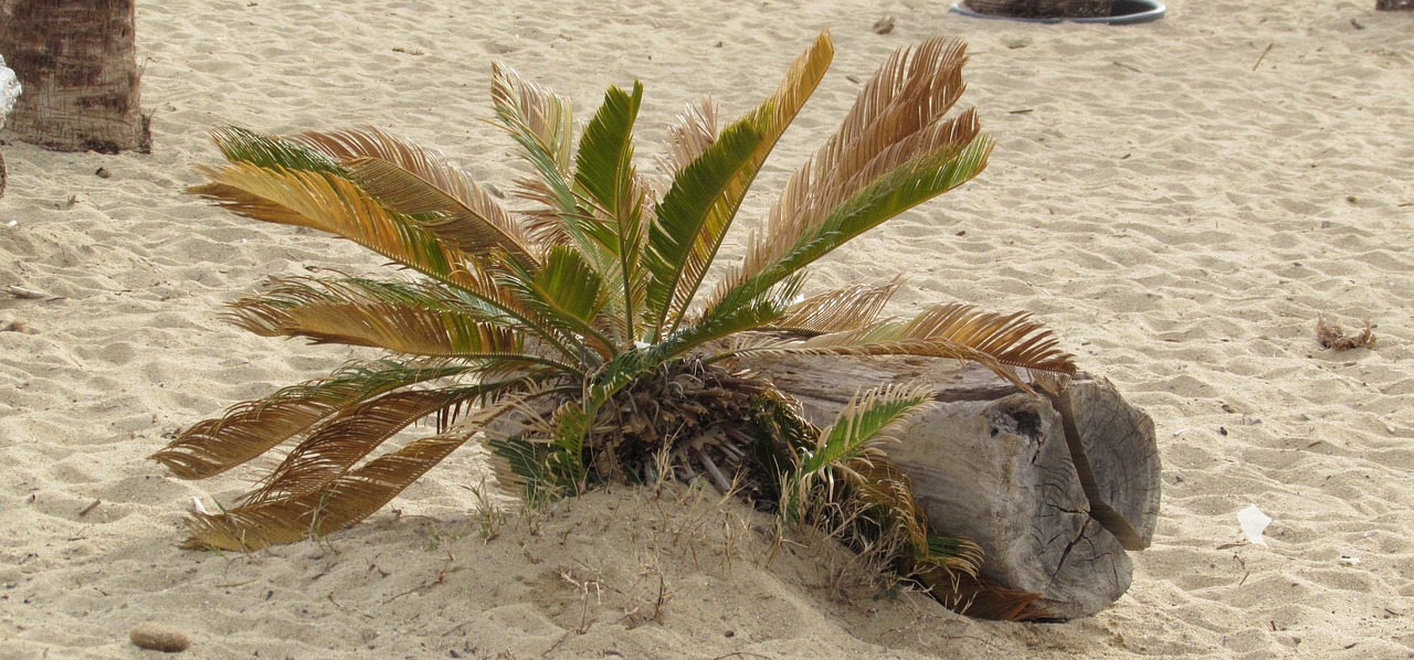 Image - beach tree nature hot driftwood