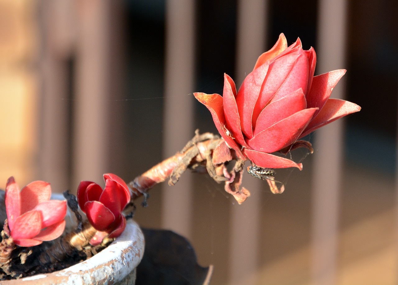 Image - pot flower petals orange