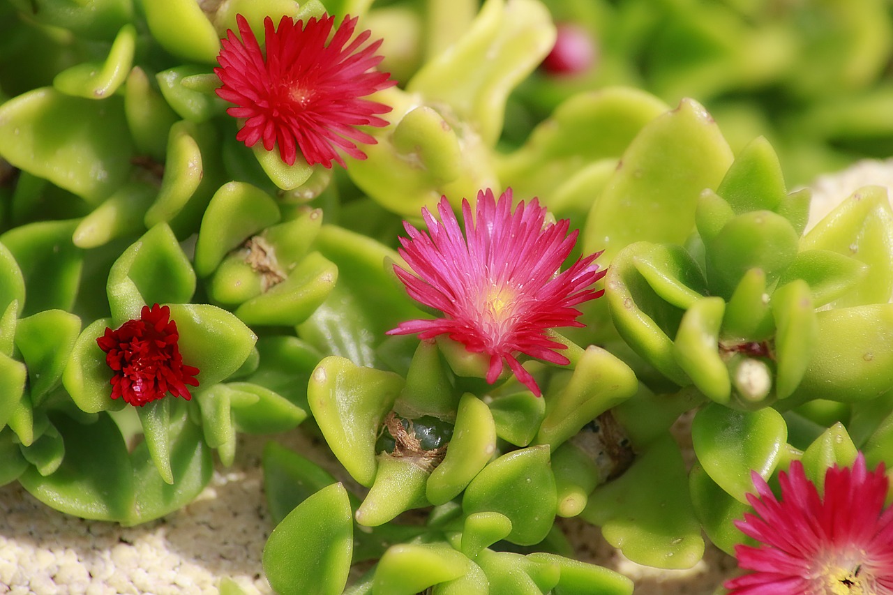 Image - flower pink plant grace plant