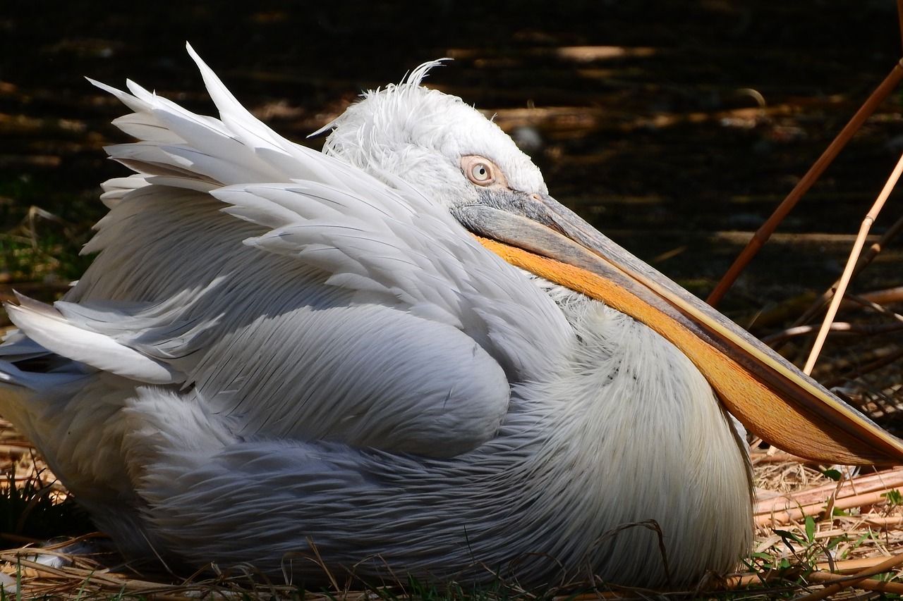 Image - pelican feather waterfowl