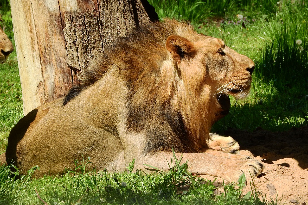 Image - the lion male the prague zoo mane