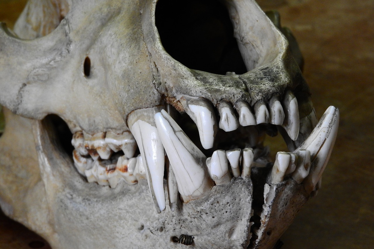 Image - bear ursus skull bones teeth jaw