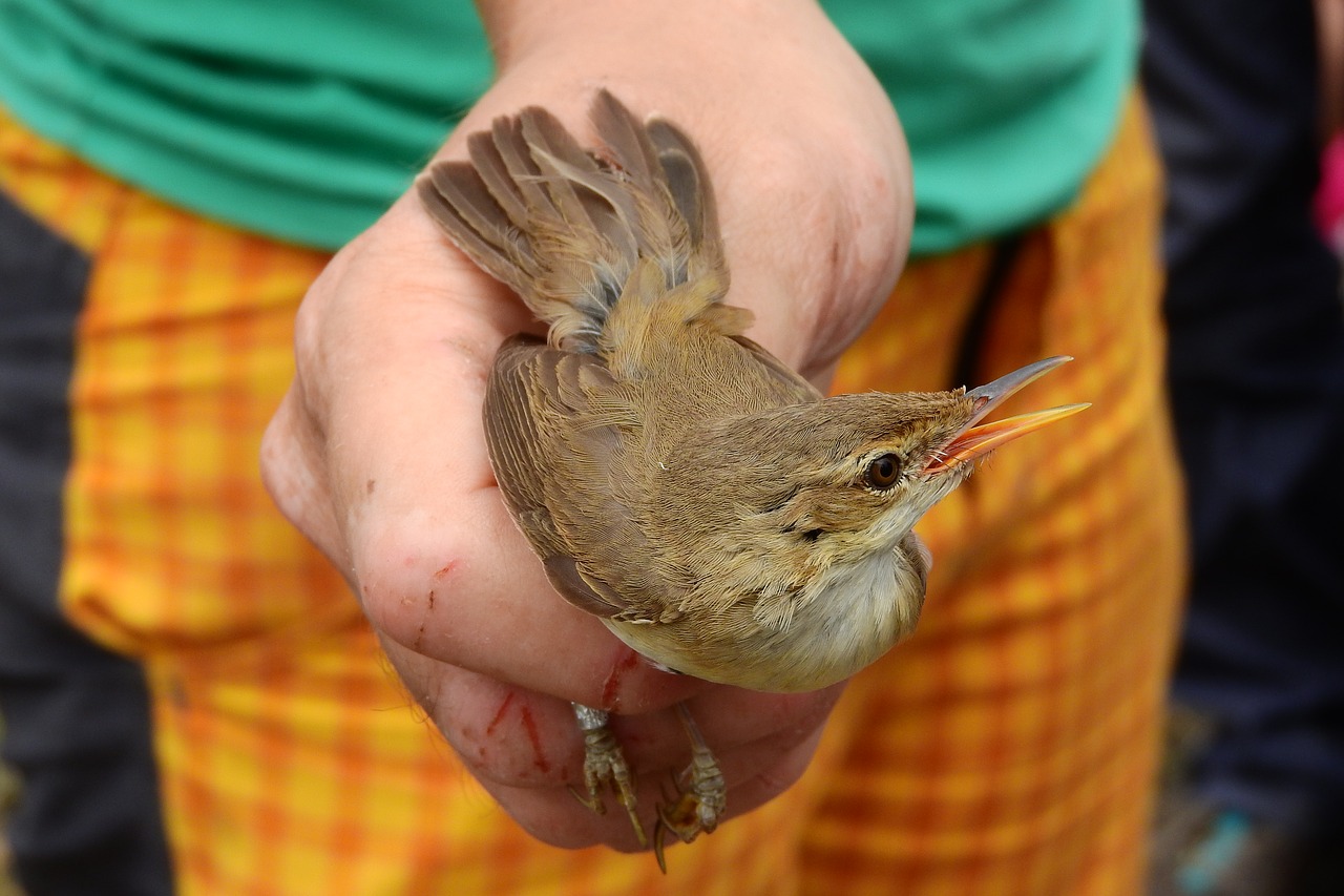 Image - warbler bird ornithology singers