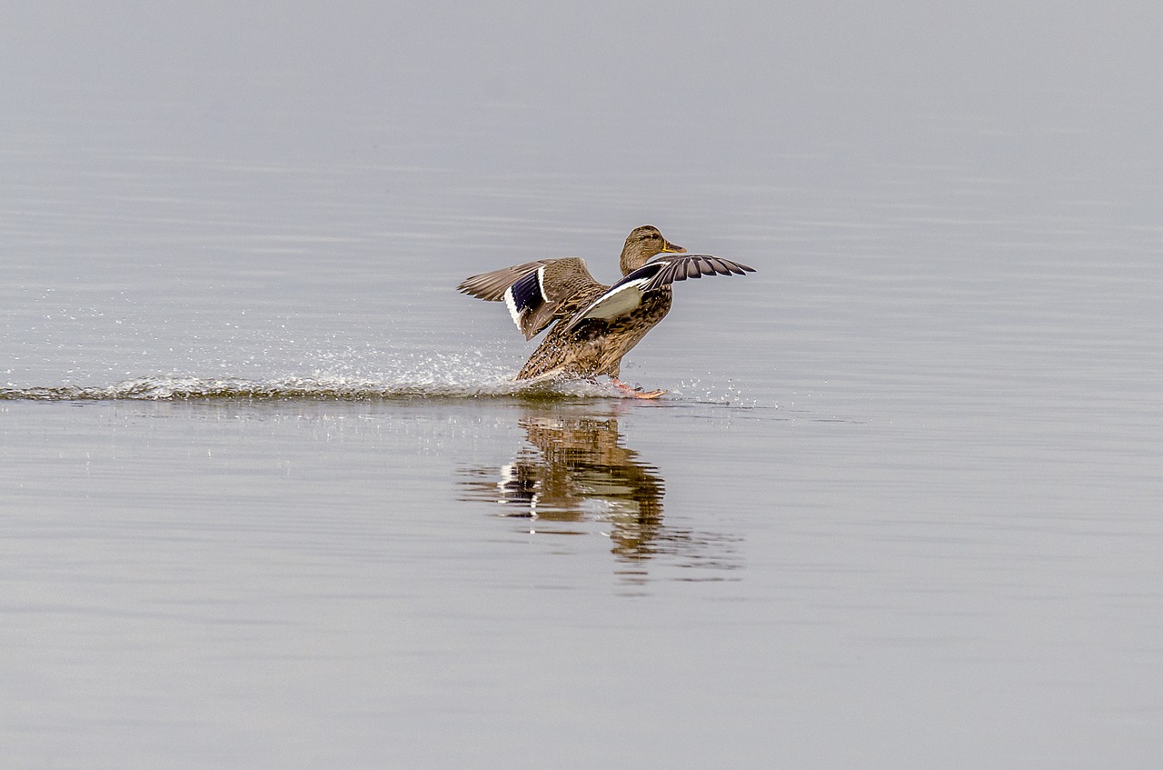 Image - duck nature gliding wildlife lake