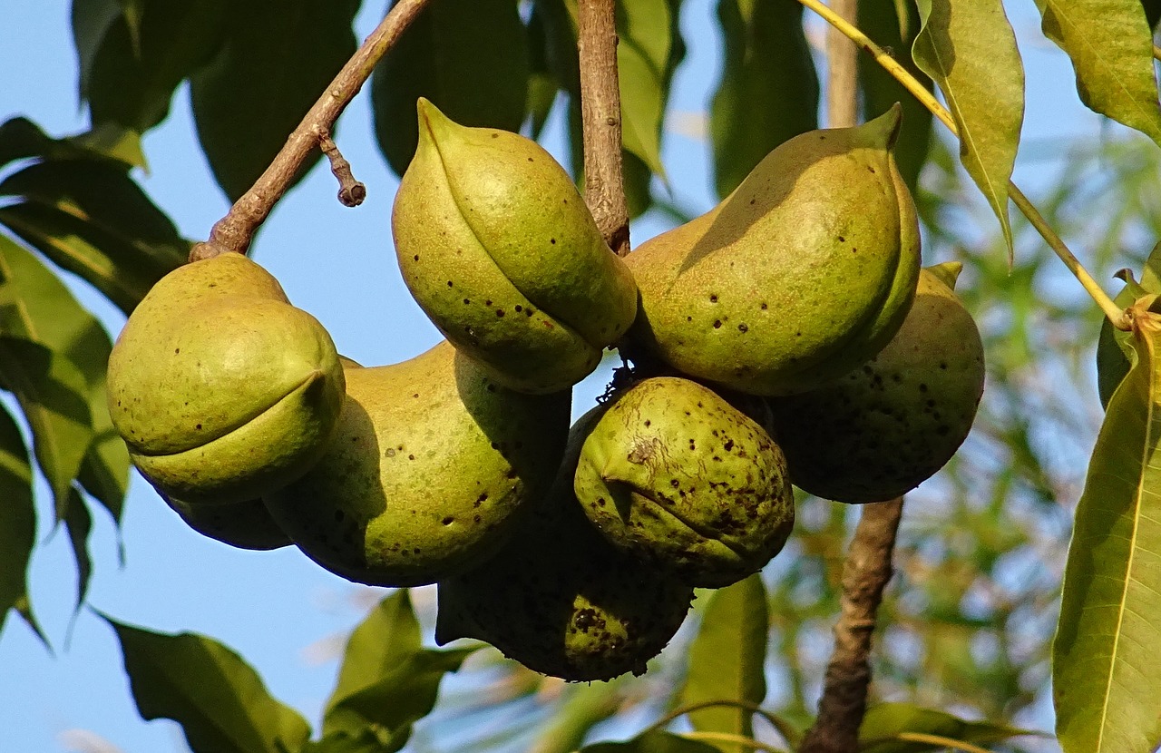 Image - fruit seed pod sterculia foetida