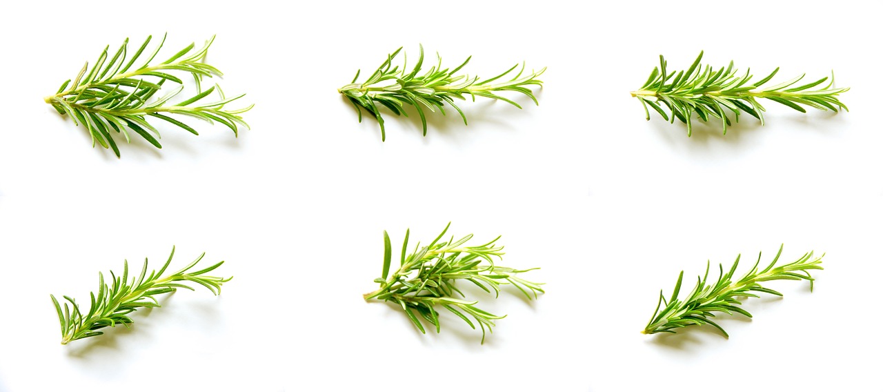 Image - rosemary set collection natural