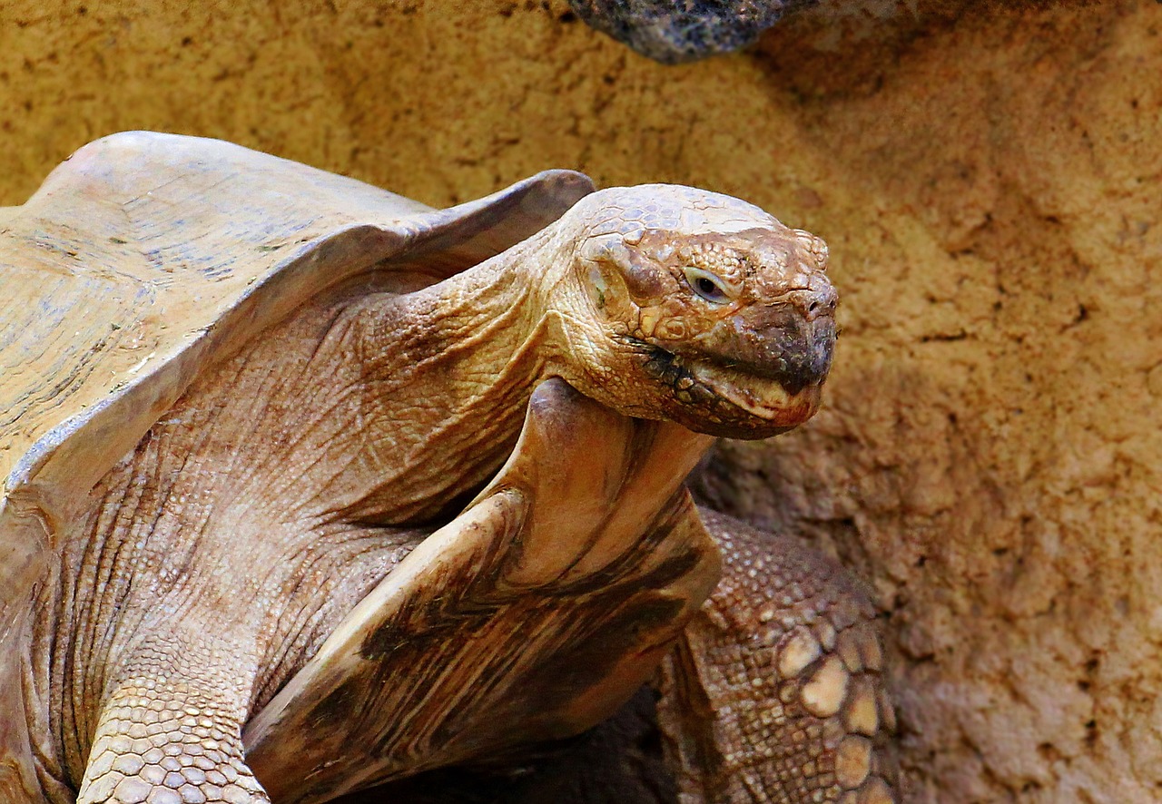 Image - turtle tortoise reptile animal