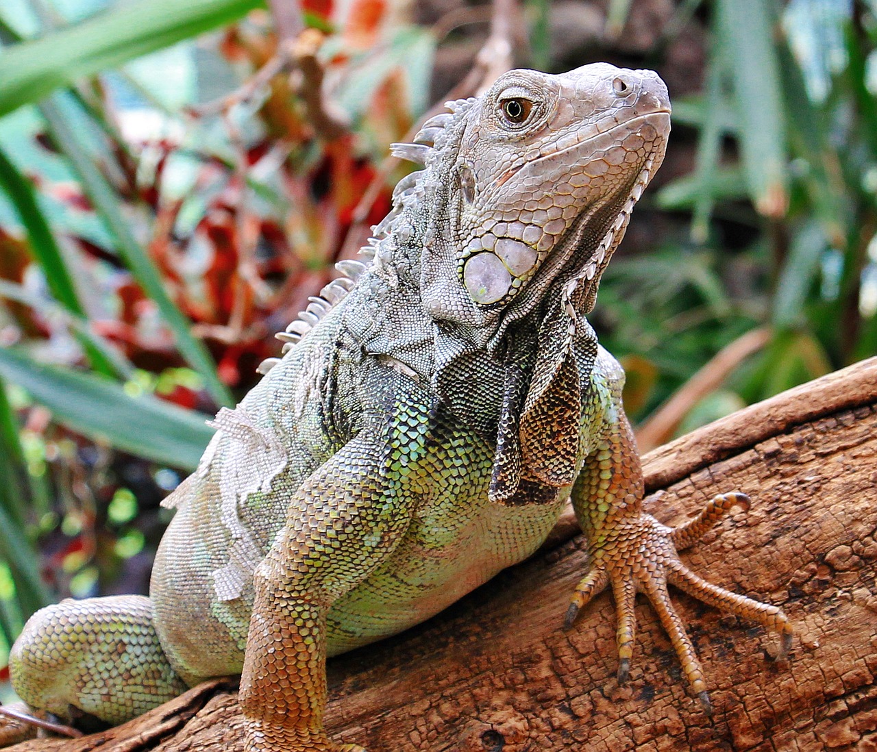 Image - iguana reptile zoo lizard animal