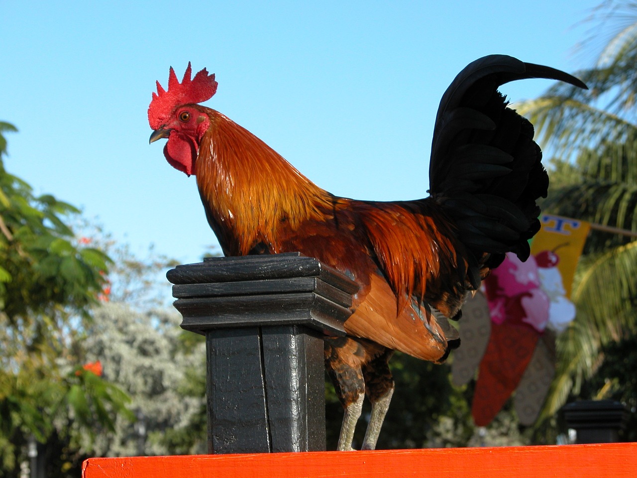 Image - rooster bird standing fowl