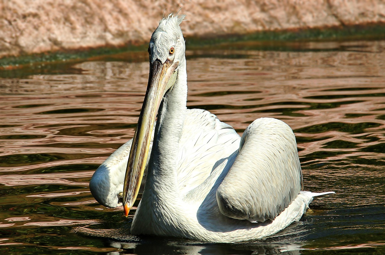 Image - pelikan water bird zoo birds